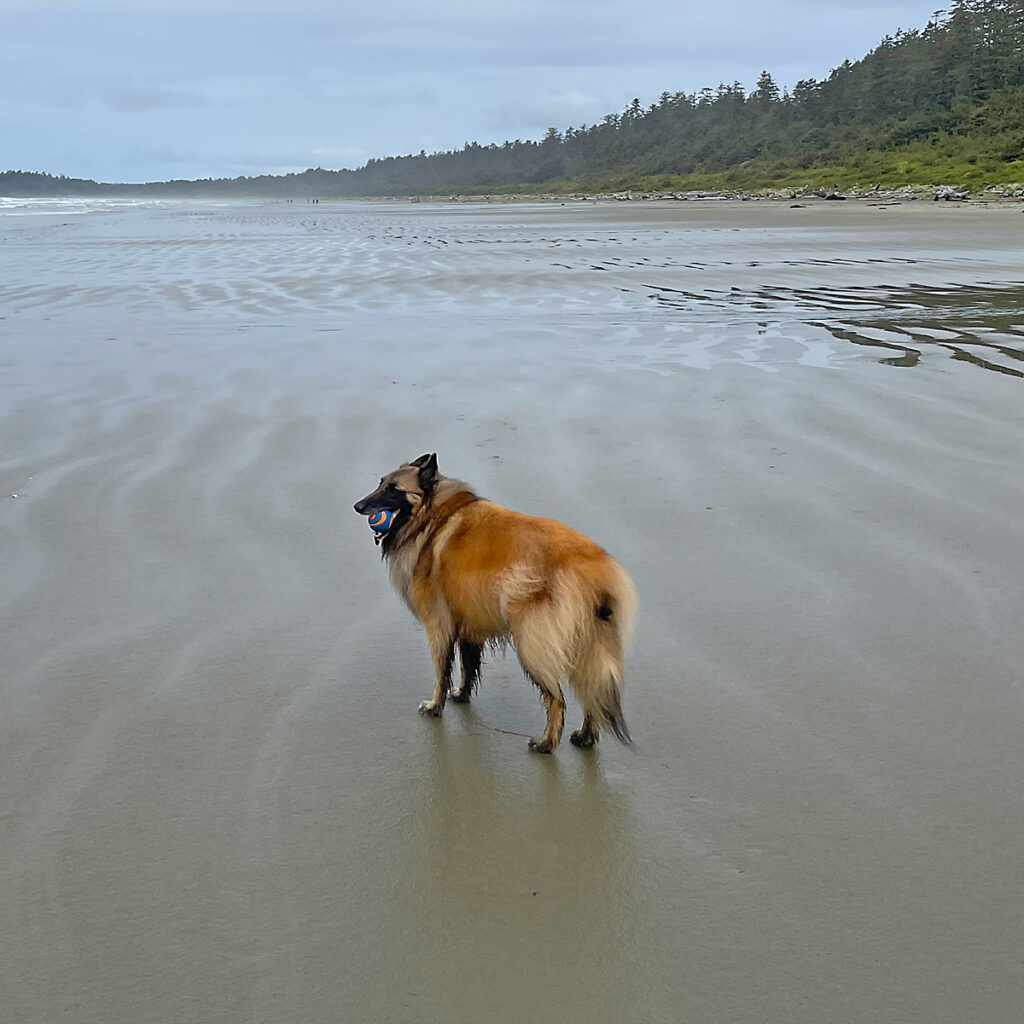 beautiful dog alone on vast beach with orange ball in mouth